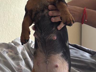 Miniature Dachshund puppies in Dublin