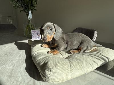 Miniature Dachshund puppies in Dublin