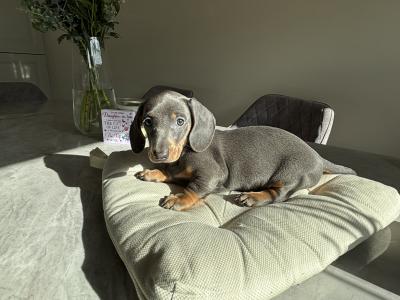 Miniature Dachshund puppies in Dublin