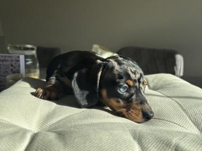 Miniature Dachshund puppies in Dublin