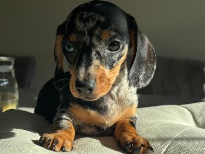 Miniature Dachshund puppies in Dublin