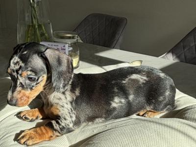 Miniature Dachshund puppies in Dublin