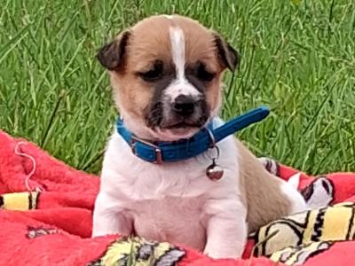 Jack Russell puppies, Bruno, Rosie and Jim in Cork