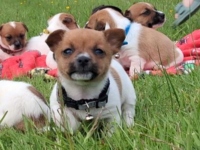 Jack Russell puppies, Bruno, Rosie and Jim in Cork