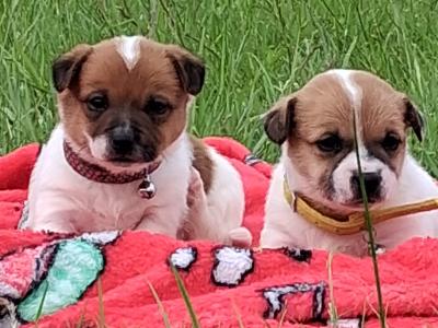 Jack Russell puppies, Bruno, Rosie and Jim in Cork