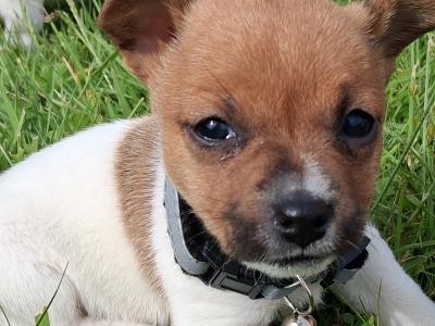 Jack Russell puppies, Bruno, Rosie and Jim in Cork