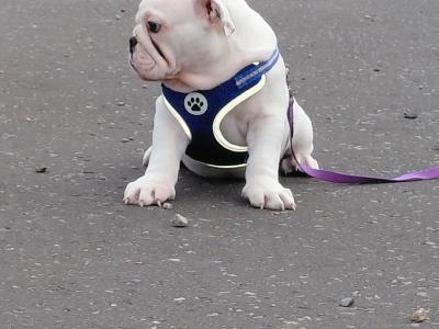 English Bulldog puppies in Tyrone