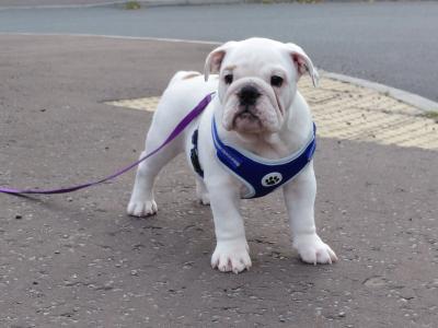 English Bulldog puppies in Tyrone