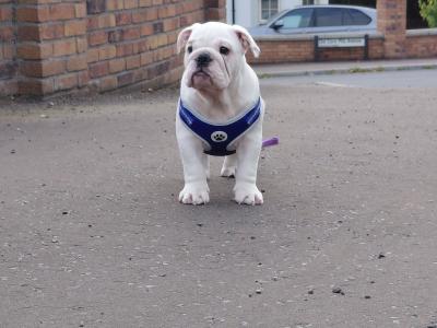 English Bulldog puppies in Tyrone