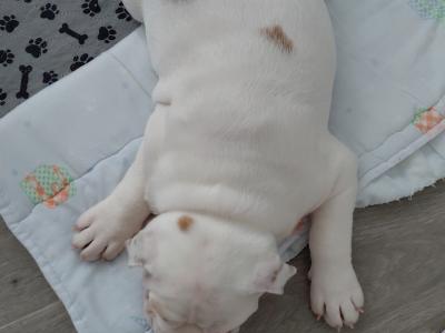 English Bulldog puppies in Tyrone