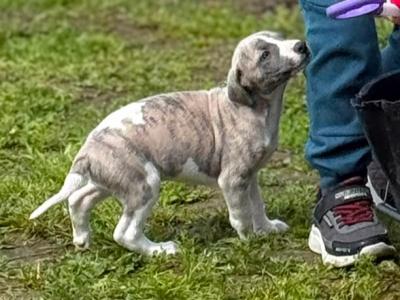 Purebred Whippets puppies Fawn/blue Brindle and White in Meath