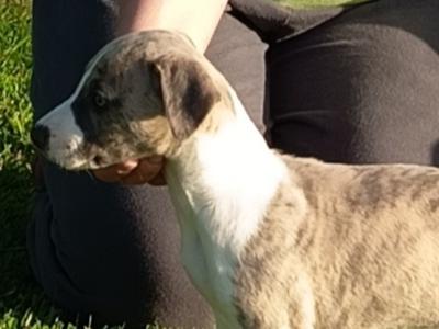 Purebred Whippets puppies Fawn/blue Brindle and White in Meath