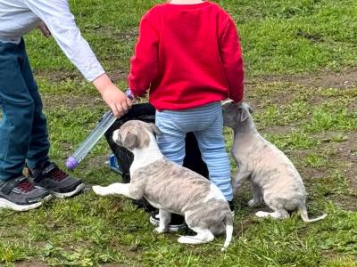 Purebred Whippets puppies Fawn/blue Brindle and White in Meath