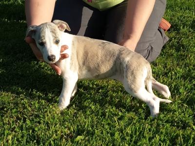 Purebred Whippets puppies Fawn/blue Brindle and White in Meath