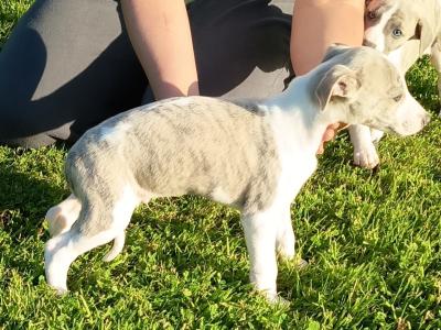 Purebred Whippets puppies Fawn/blue Brindle and White in Meath