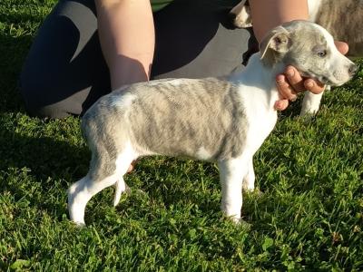 Purebred Whippets puppies Fawn/blue Brindle and White in Meath