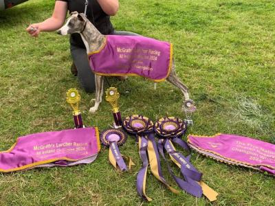 Purebred Whippets puppies Fawn/blue Brindle and White in Meath
