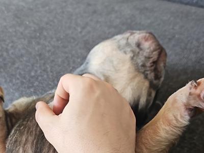 Male French Bulldog 4 years old in Dublin