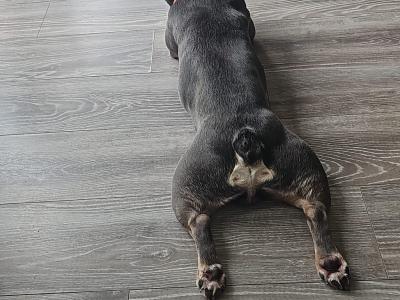 Male French Bulldog 4 years old in Dublin