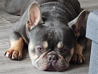 Male French Bulldog in Dublin