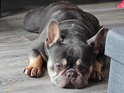 Male French Bulldog 4 years old in Dublin