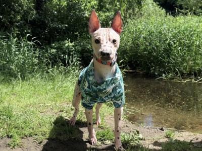 Pedigree IKC Registered American Hairless Terrier puppie 7 months old in Laois
