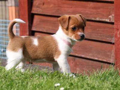 Jack Russell puppies in Wexford