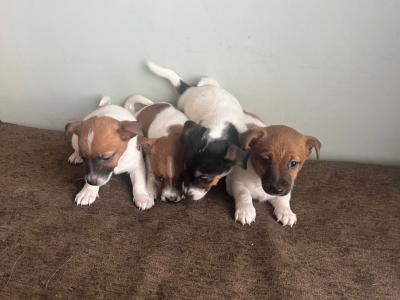 Beautiful Jack Russell puppies in Offaly