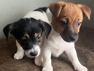 Beautiful Jack Russell puppies in Offaly