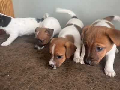 Beautiful Jack Russell puppies in Offaly