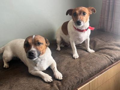 Beautiful Jack Russell puppies in Offaly