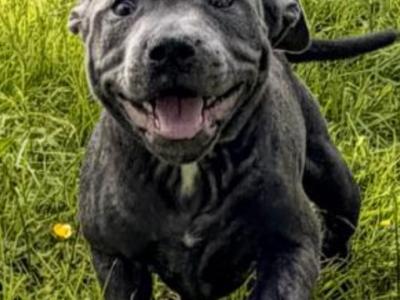 IKC Registered English Staffordshire Bull Terrier BLUE RARE puppy. Only female left, last chance.