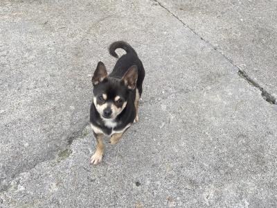 Max the Chihuahua