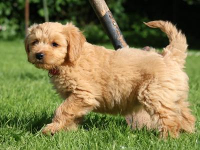 Fb1 Goldendoodle puppies in Wexford