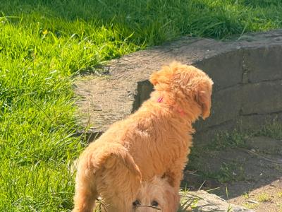 Fb1 Goldendoodle puppies in Wexford