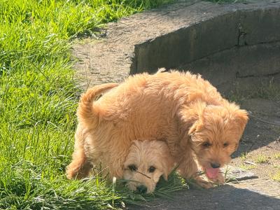 Fb1 Goldendoodle puppies in Wexford