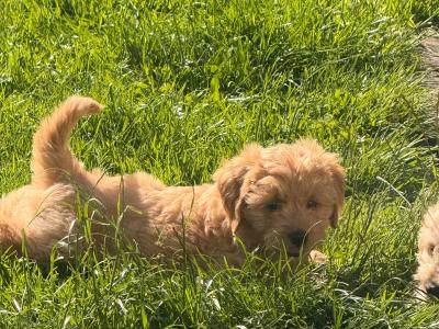 Fb1 Goldendoodle puppies in Wexford