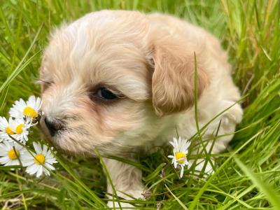 Beautiful health checked Cavachon puppies in Cavan