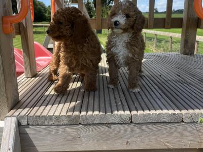 Fabulous mini Cockapoo puppies 🐶