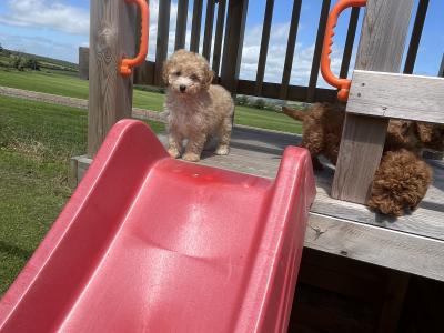 Fabulous mini Cockapoo puppies 🐶