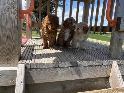 Fabulous mini Cockapoo puppies 🐶