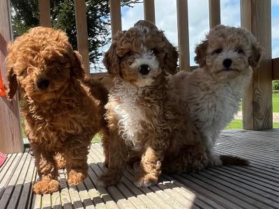 Fabulous miniature Cockapoo puppies 🐶 in Kilkenny