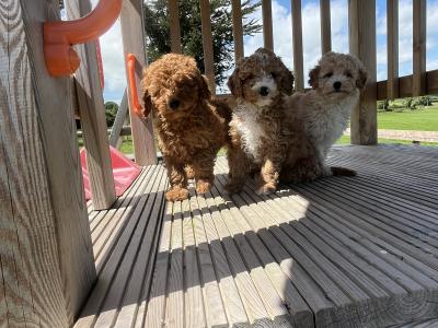 Fabulous mini Cockapoo puppies 🐶