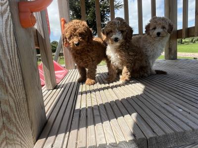 Fabulous mini Cockapoo puppies 🐶