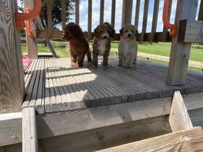 Fabulous mini Cockapoo puppies 🐶