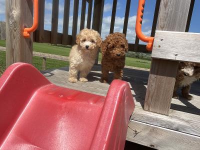 Fabulous mini Cockapoo puppies 🐶