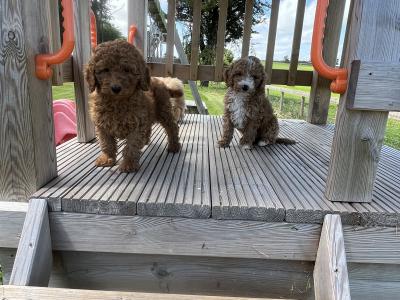 Fabulous mini Cockapoo puppies 🐶
