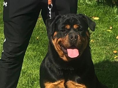 Female Rottweiler