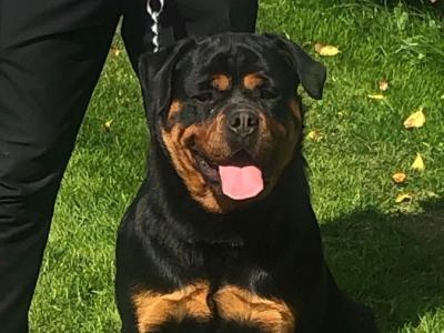 Female Rottweiler adult dog in Laois