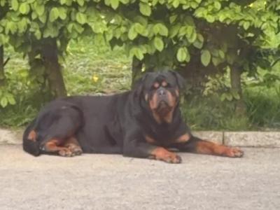 Female Rottweiler